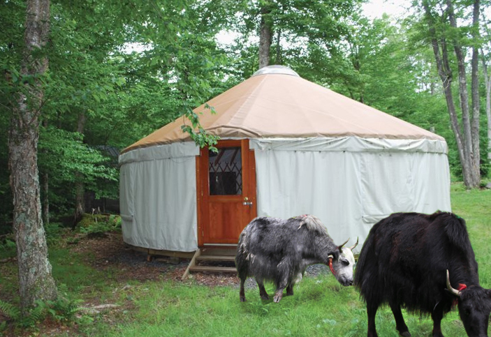 Photo of a Frost Valley yurt with yaks PhotoShopped in