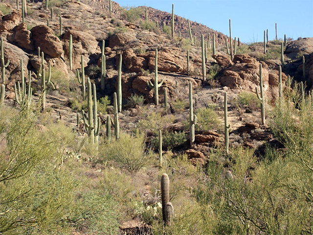 photo of saguero cacti forest in Tucson Mountain Park