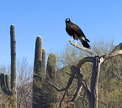 photo of Harris hawk looking for food at the Sonora Dessert Museum raptor exhibit.