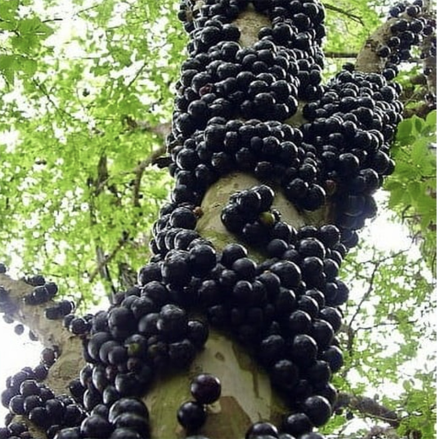 Photo of Jabuticaba fruit growing on trunk of tree
